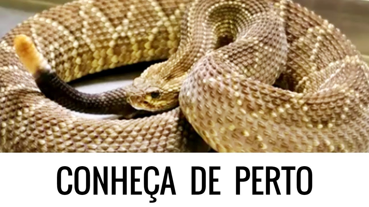 Visita ao Vital Brazil : produção de soro, extração de veneno...
