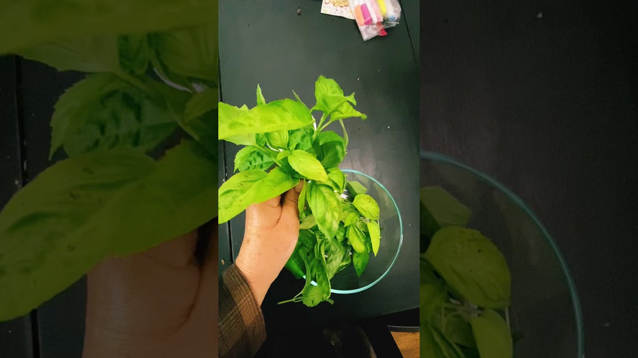 Best Way To Store Basil
