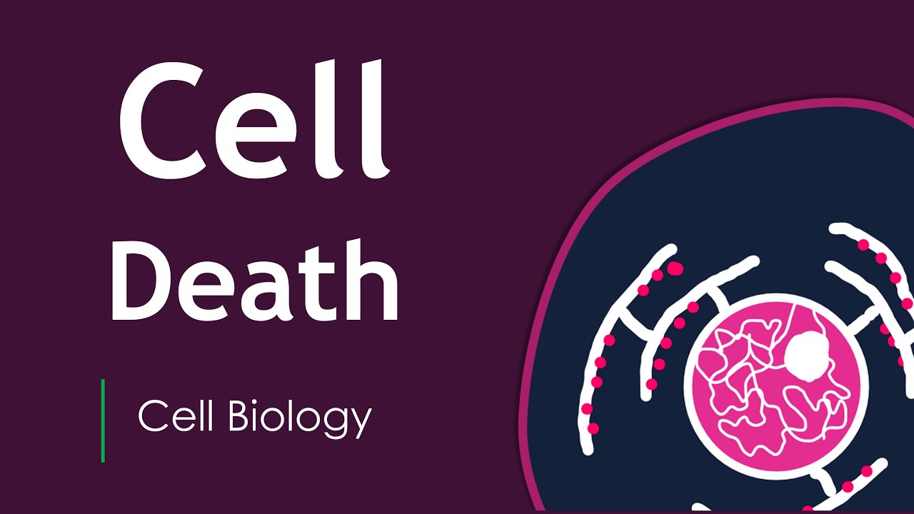 Does our cell die? Cell Death | Basic Science Series