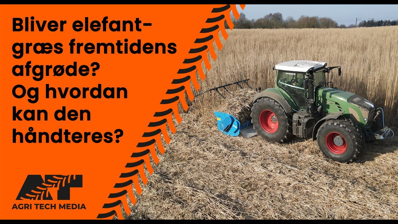 🇩🇰 Er elefantgræs fremtidens afgrøde? Og hvordan kan den håndteres?