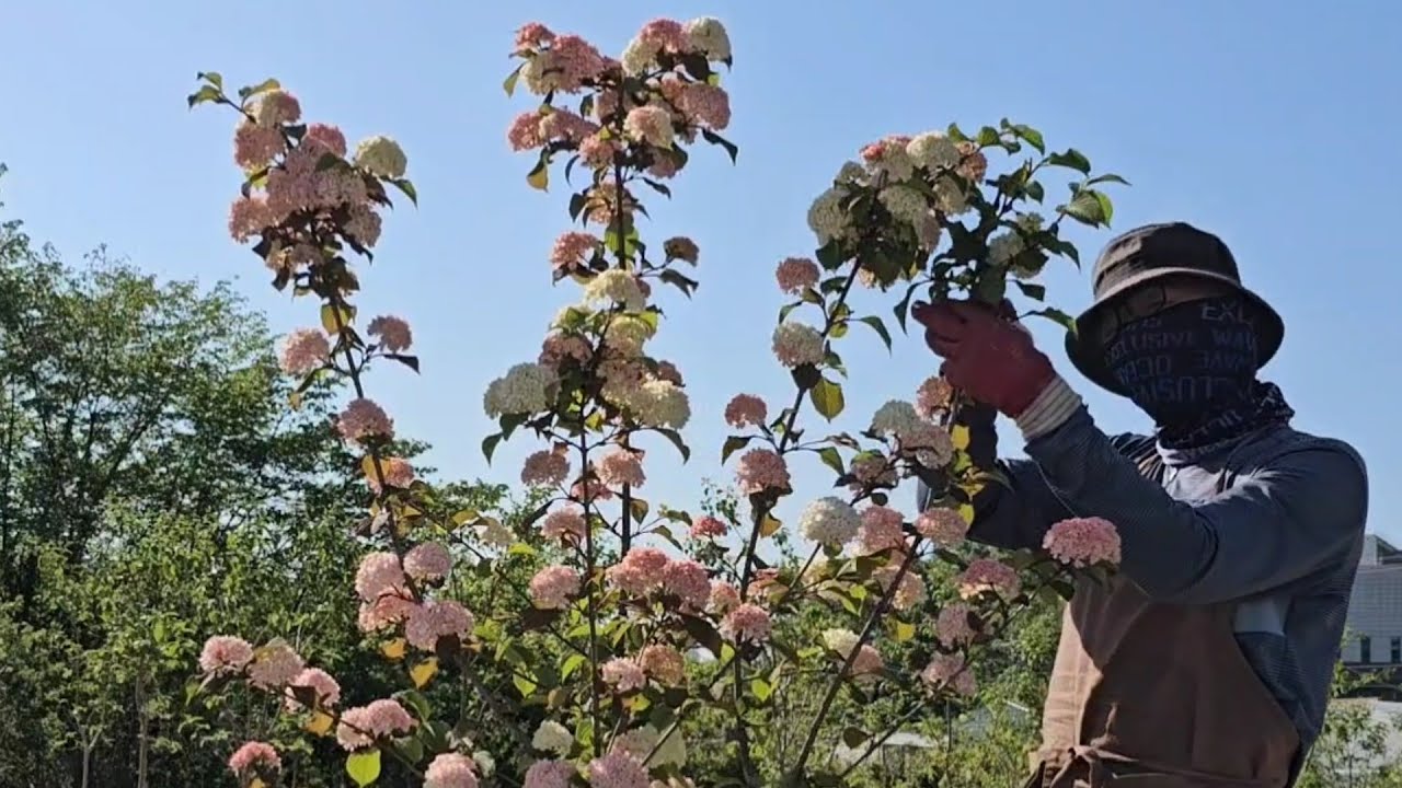 꽃을 다 따 버리는 이유