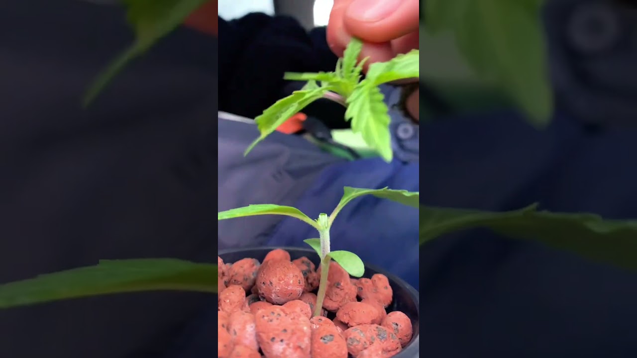 Topping an autoflower at the first node