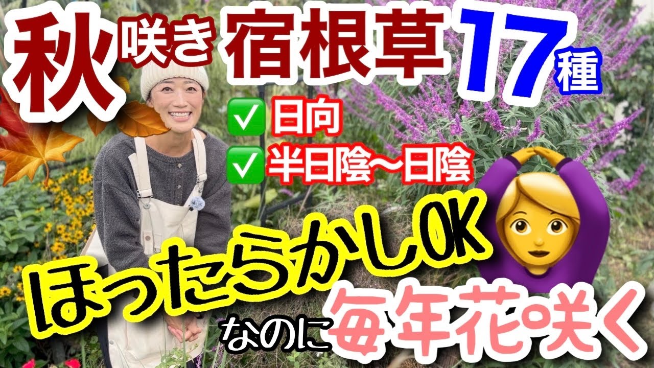 【放ったらかしOKな秋咲き宿根草】実際に育ててみて、ほぼ放置で毎年花が咲くもの限定でご紹介😊/ 楽にガーデニングするから、この秋にコレ植えて‼️日向向き10種、半日陰〜日陰向き7種【ガーデニング】