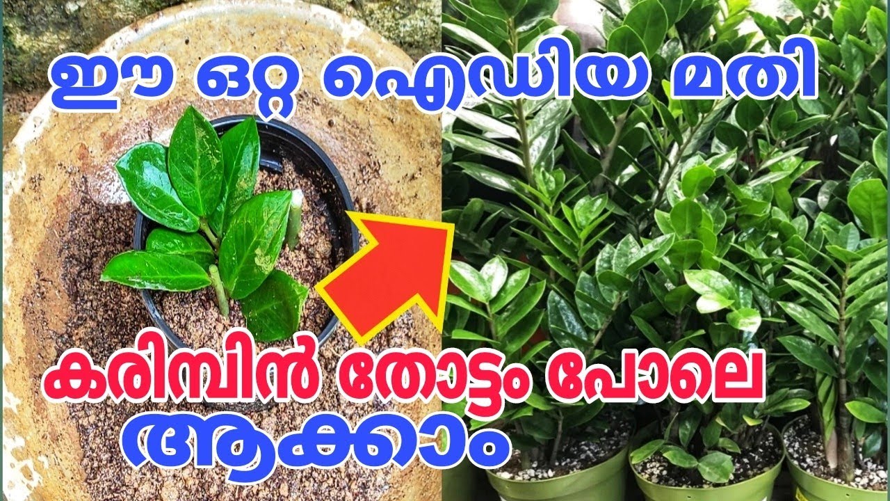 ഇത്രയും നല്ല എളുപ്പവഴി അറിയാതെ പോകരുതേ | Z Z Plant Propagation Malayalam