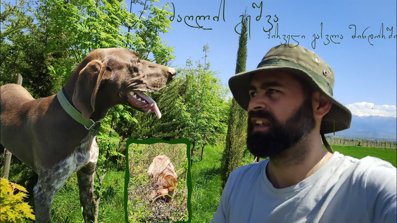 ძაღლის გეშვა - პირველი გასვლა მინდორში