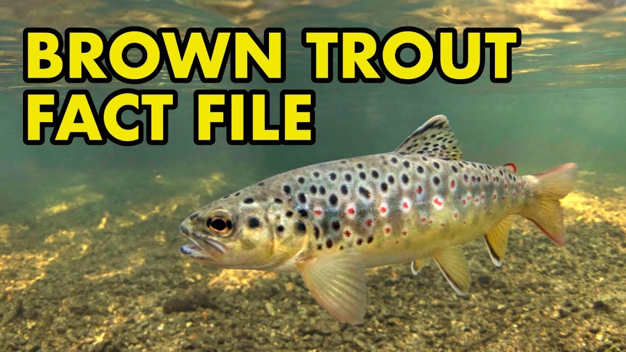 Brown Trout: Fact File (British Wildlife Facts)