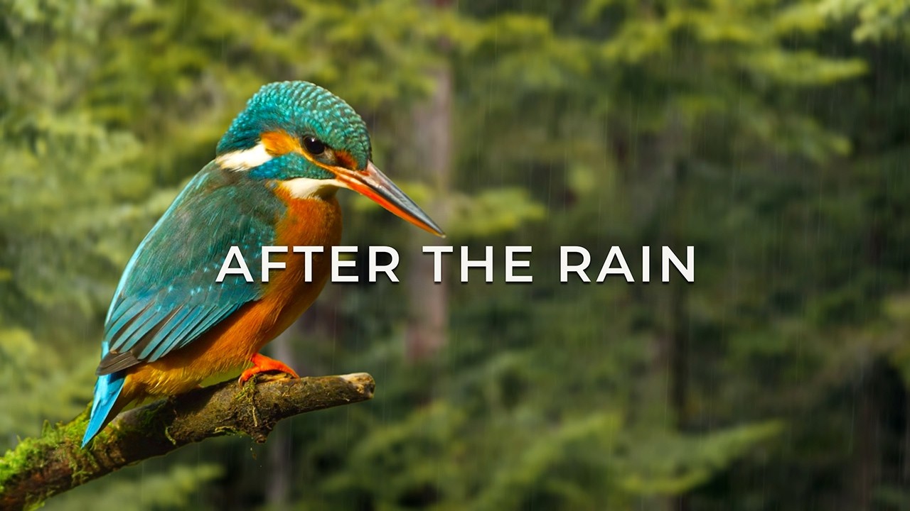 After the Rain 🌧 | 1 Hour Forest Ambience – Cinematic Nature Sounds in 4K