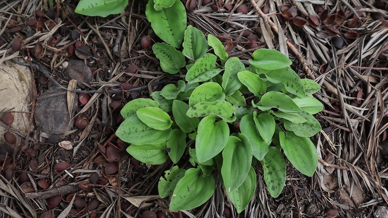 Cuidados de la Drimiopsis maculata - Piel de Sapo - Planta Leopardo - Piel de Leopardo - Falsa Hosta