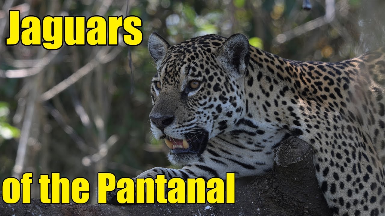 Jaguars of the Pantanal, Brazil