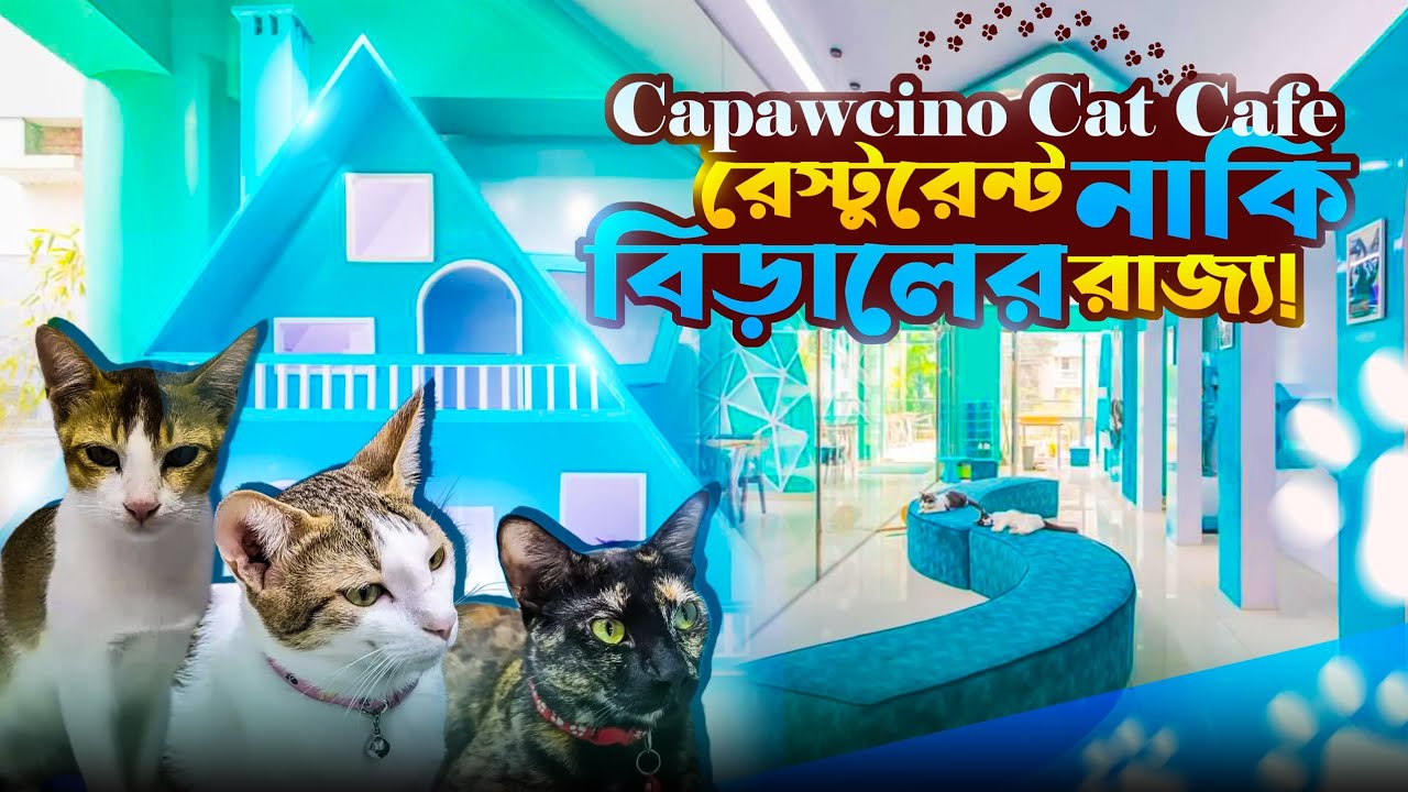 Capawcino Cat Cafe 🐱🐾 | বিড়ালের রাজ্যে খাওয়া দাওয়া | First ever Cat Cafe in Bangladesh 🐈‍⬛