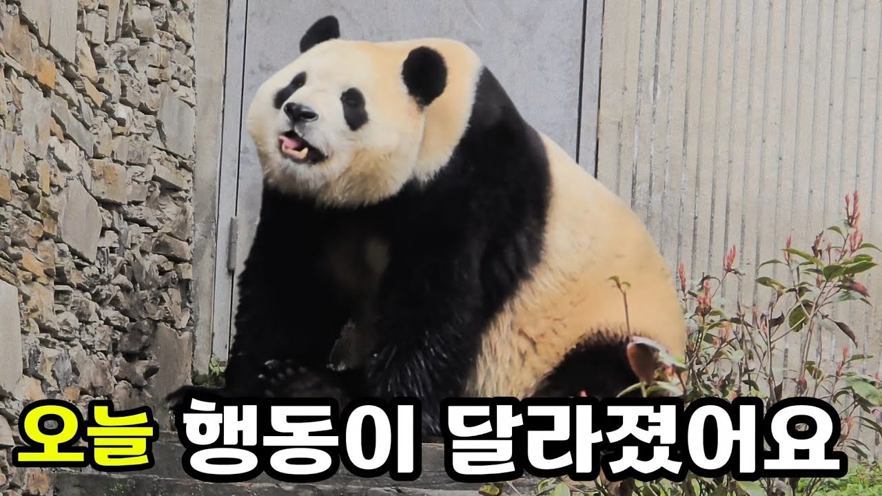 26.3.9 오후2 양울음소리 장착한 걷기 무한반복 ㅠ