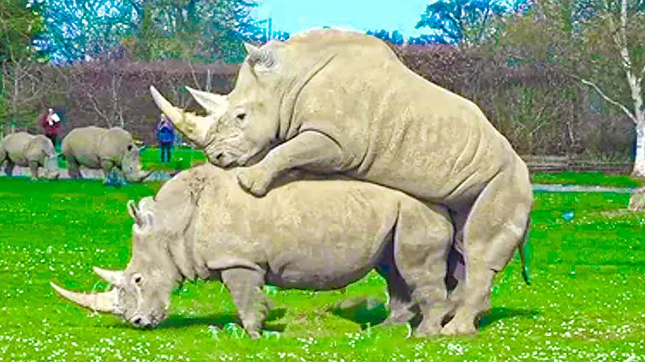 When Nature Calls - The Raw Power Of Animals Mating
