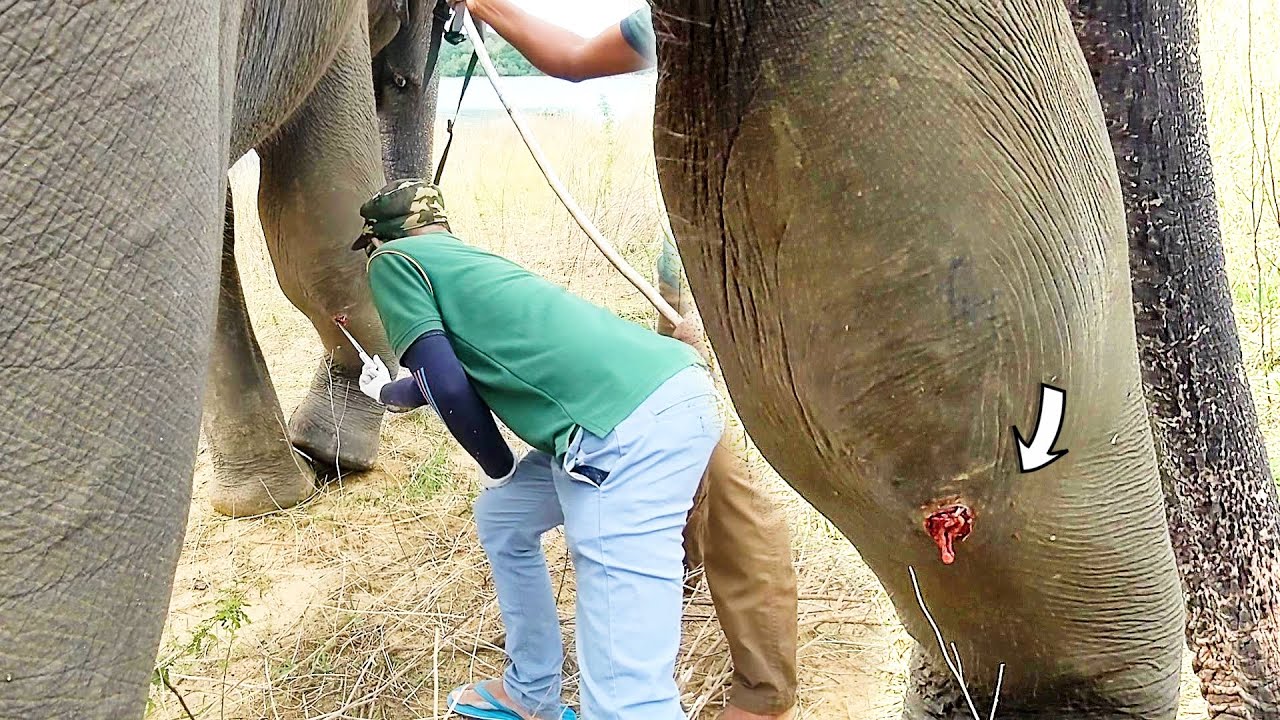 Healing hands for a hurting giant: Brave officers gently treated a limping elephant with swollen leg