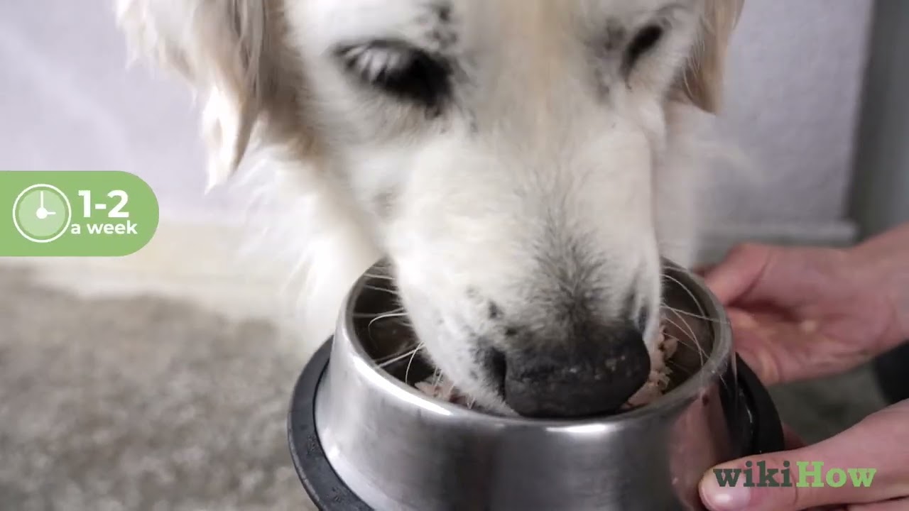 How to Cook Salmon for Your Dog