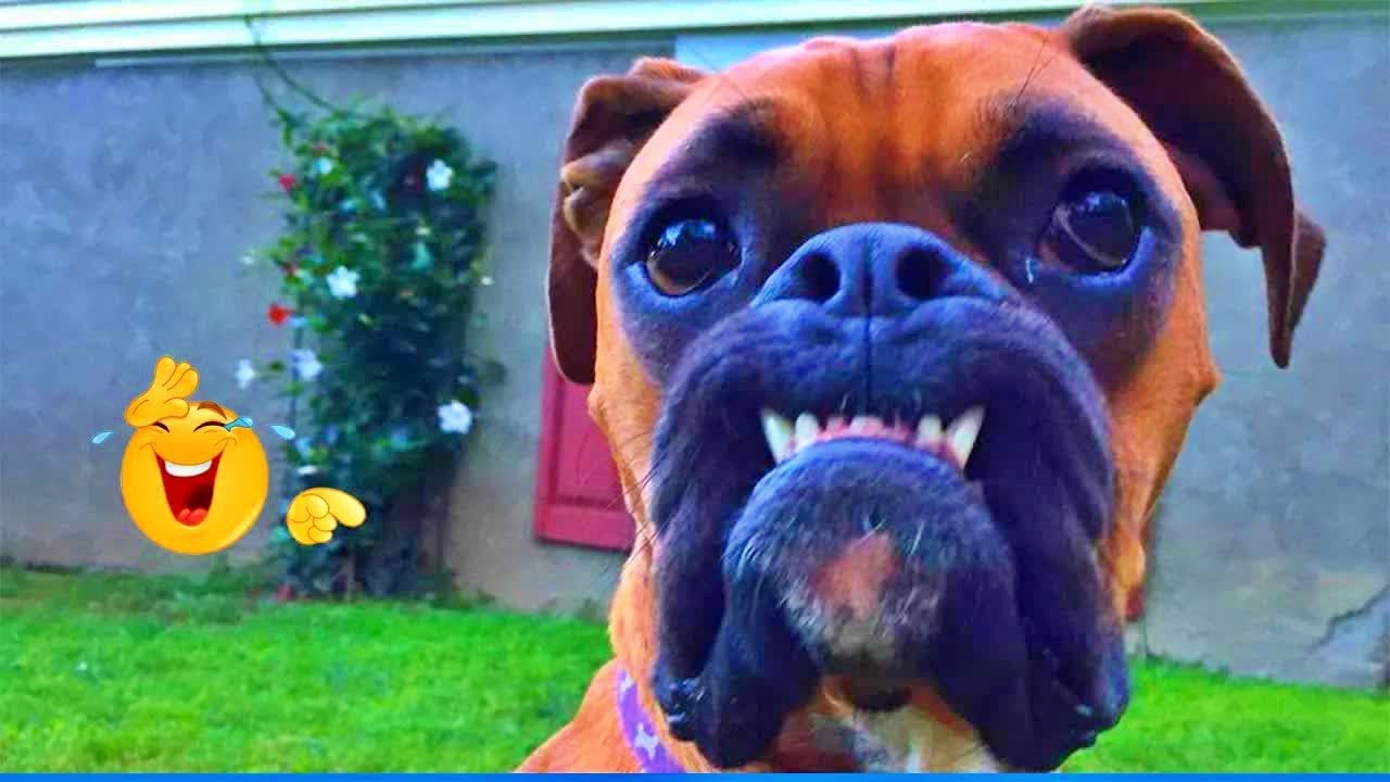 Funniest Cats & Dogs of 2026 🐾😸 | Try Not To Laugh Challenge! 💛 #funnycats #funnydogs