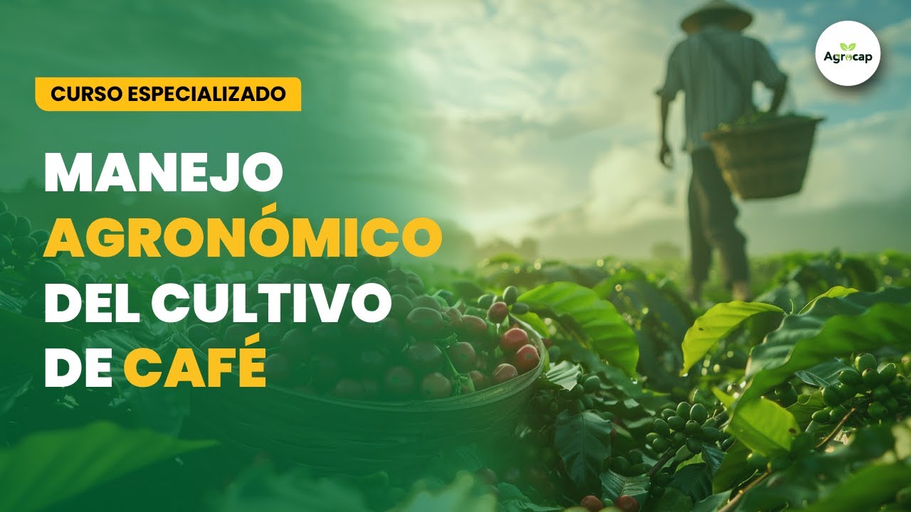 CURSO: MANEJO AGRONÓMICO DEL CULTIVO DE CAFÉ - MÓDULO I