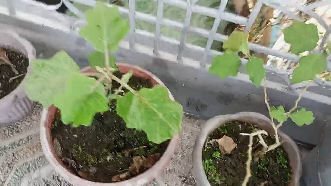 Mag tanin sa pamamahitan paso