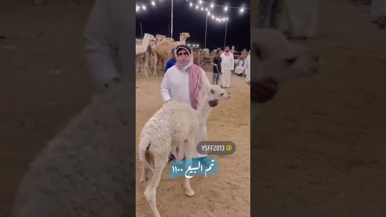 تغطية لحراج الابل بسوق حفرالباطن الجمعه 1443/9/20 لموافق 2022/4/21