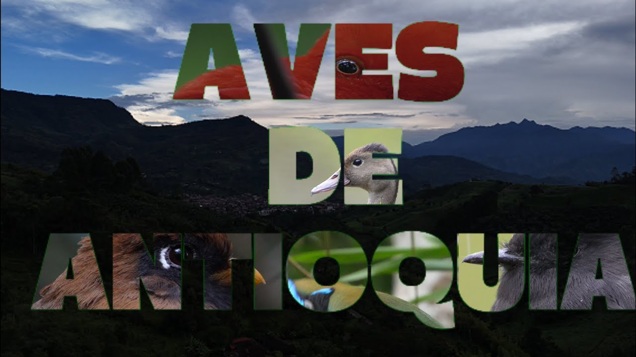 Aves De Colombia Un Catálogo Vivo - Aves De Antioquia