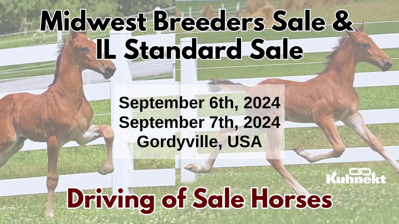 Driving of Sale Horses - 2024 Midwest Breeders Sale & IL Standard Sale