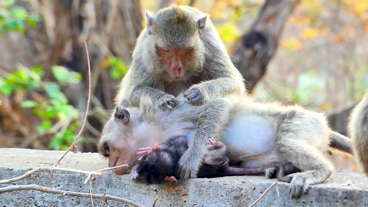 Young Mother MoMo Carefully Nurtures Her First Newborn Baby.