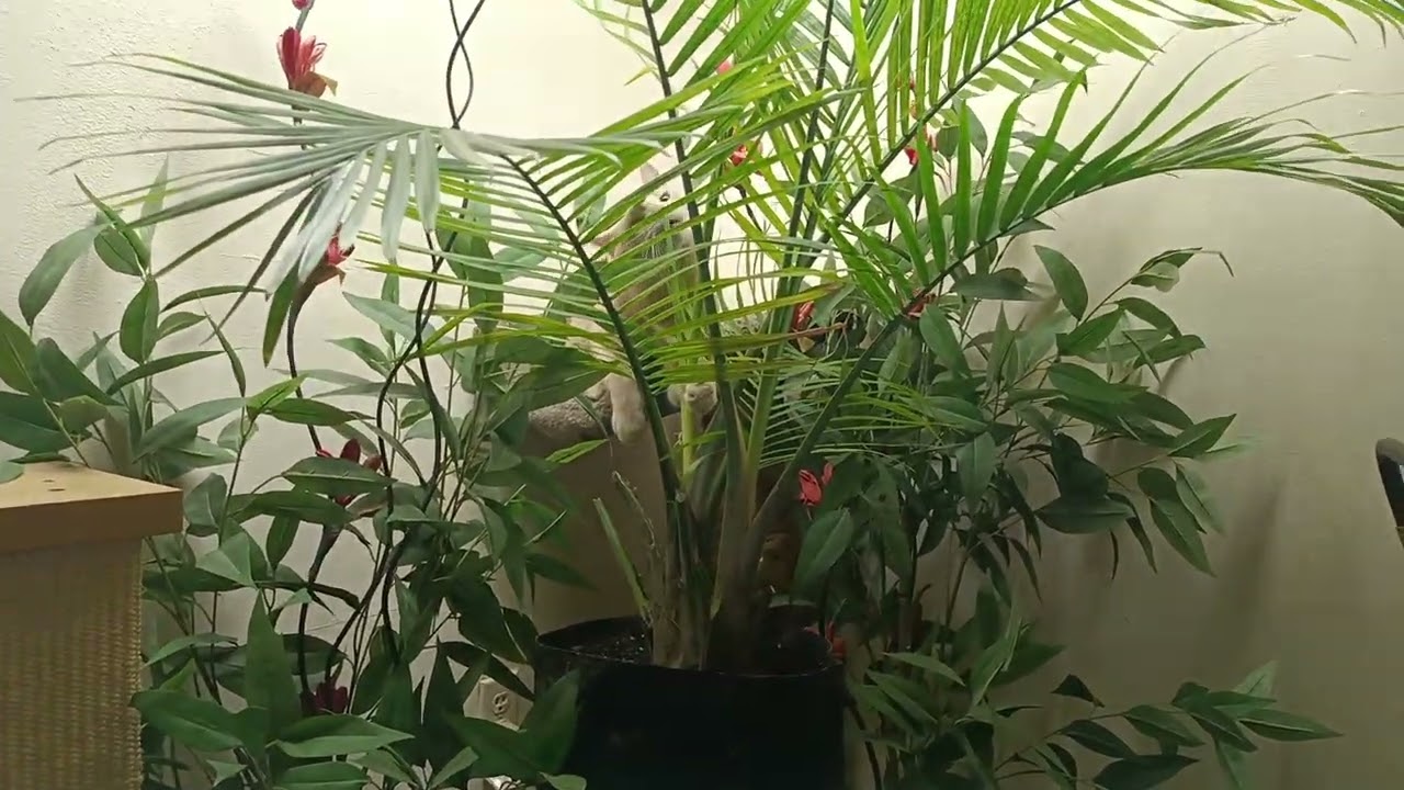 My Little Lion got a little jungle