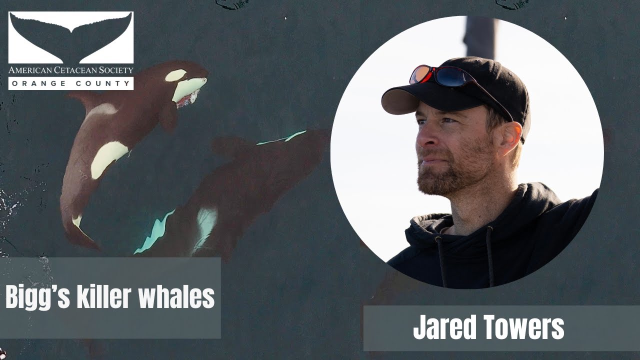 Tracking and understanding Bigg’s killer whales from California to Alaska