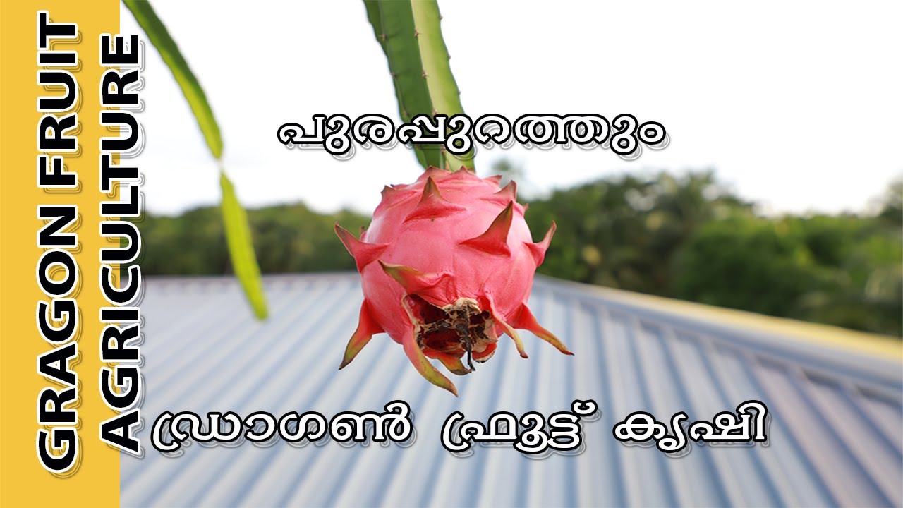 Dragon fruit agriculture at roof top പുര മുകളിലും ഡ്രാഗൺ ഫ്രൂട്ട് കൃഷി 👌
