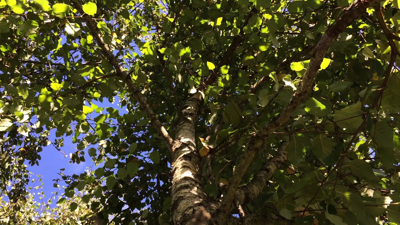 Downy Birch (Betula pubescens) - canopy - October 2017
