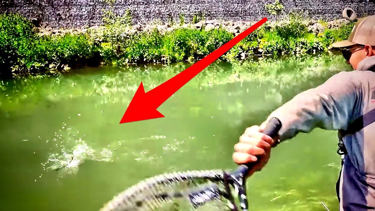 OMG !!! Der größte Fisch im Bach !?! (inklusive krassem Catch & Cook)