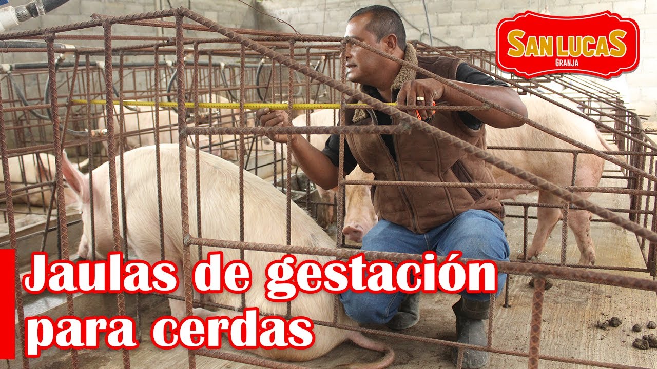 Medidas y materiales para construir jaulas de gestación para cerdas | Granja San Lucas