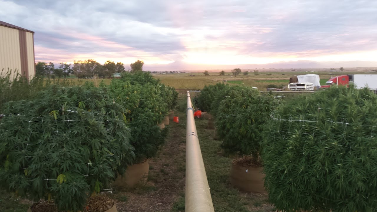 Colorado Outdoor Marijuana September 12th 2015