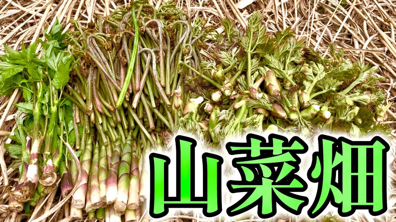 【北海道】タラの芽・ワラビ・ウド・タケノコが集結する夢の山