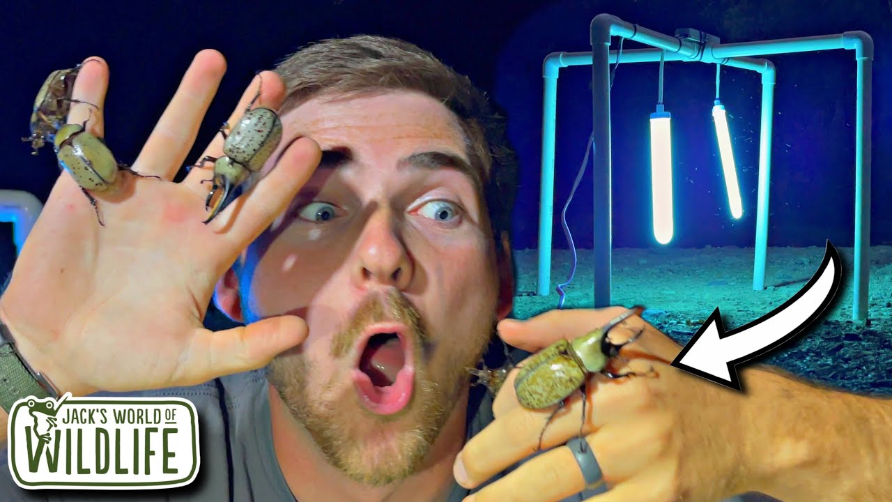 DON'T Light Trap In ARIZONA OR THIS Will HAPPEN! Ft. @ArthropodAntics