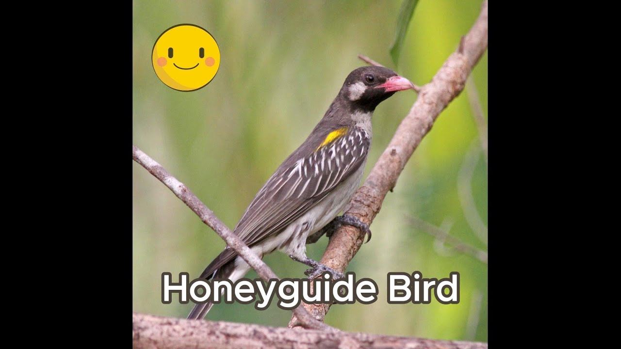 The Honey Guide Bird: Nature&rsquo;s Clever Honey Hunter! 🍯🐦