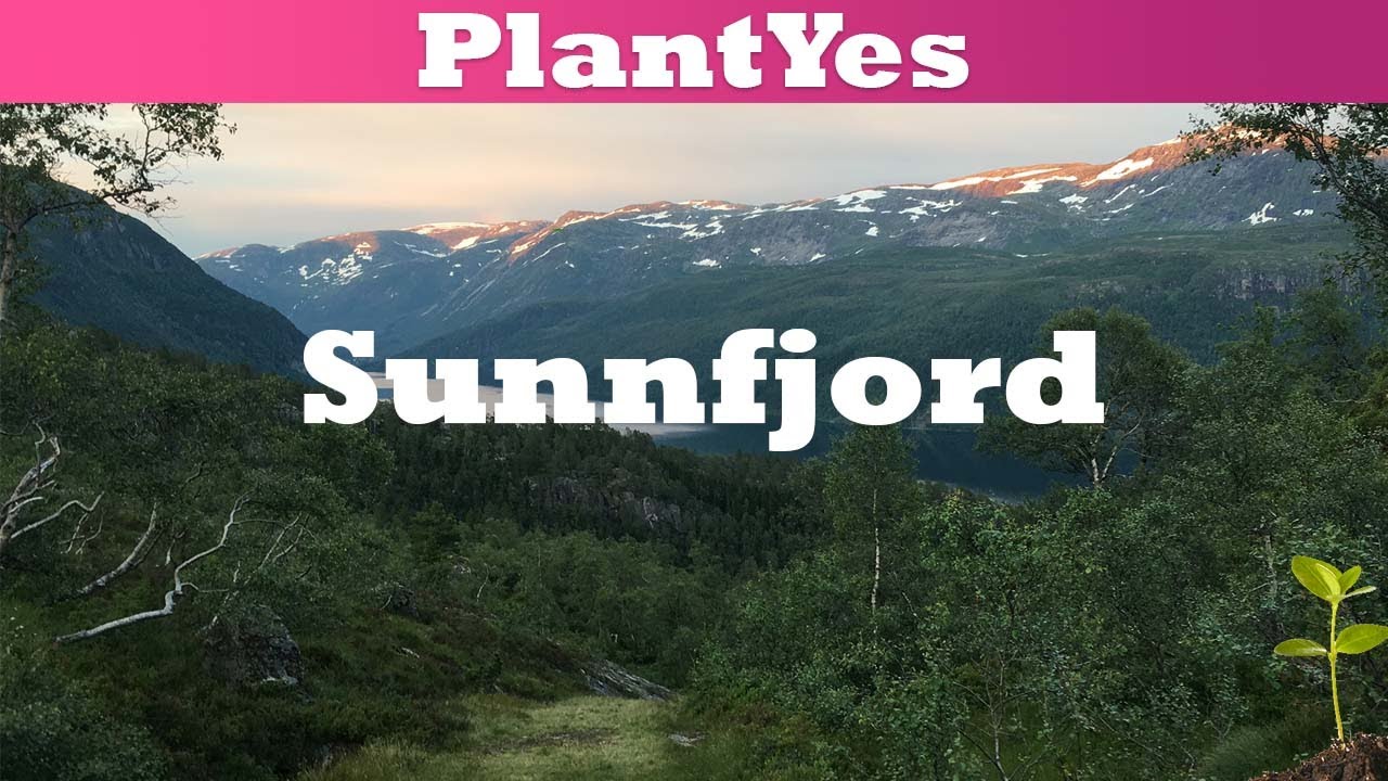 Nature In Norway: Sunnfjord 🏞️