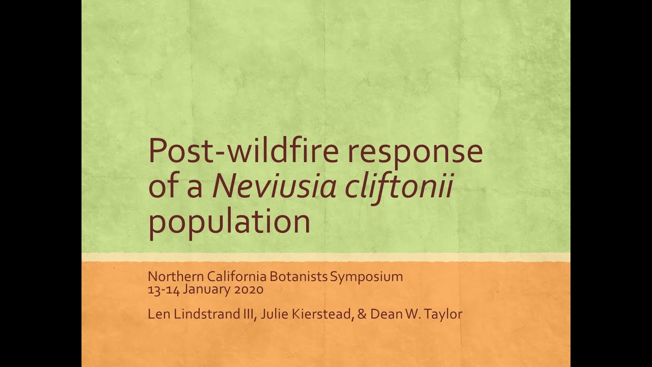 Post-fire response of Neviusia cliftonii (Shasta snow-wreath).