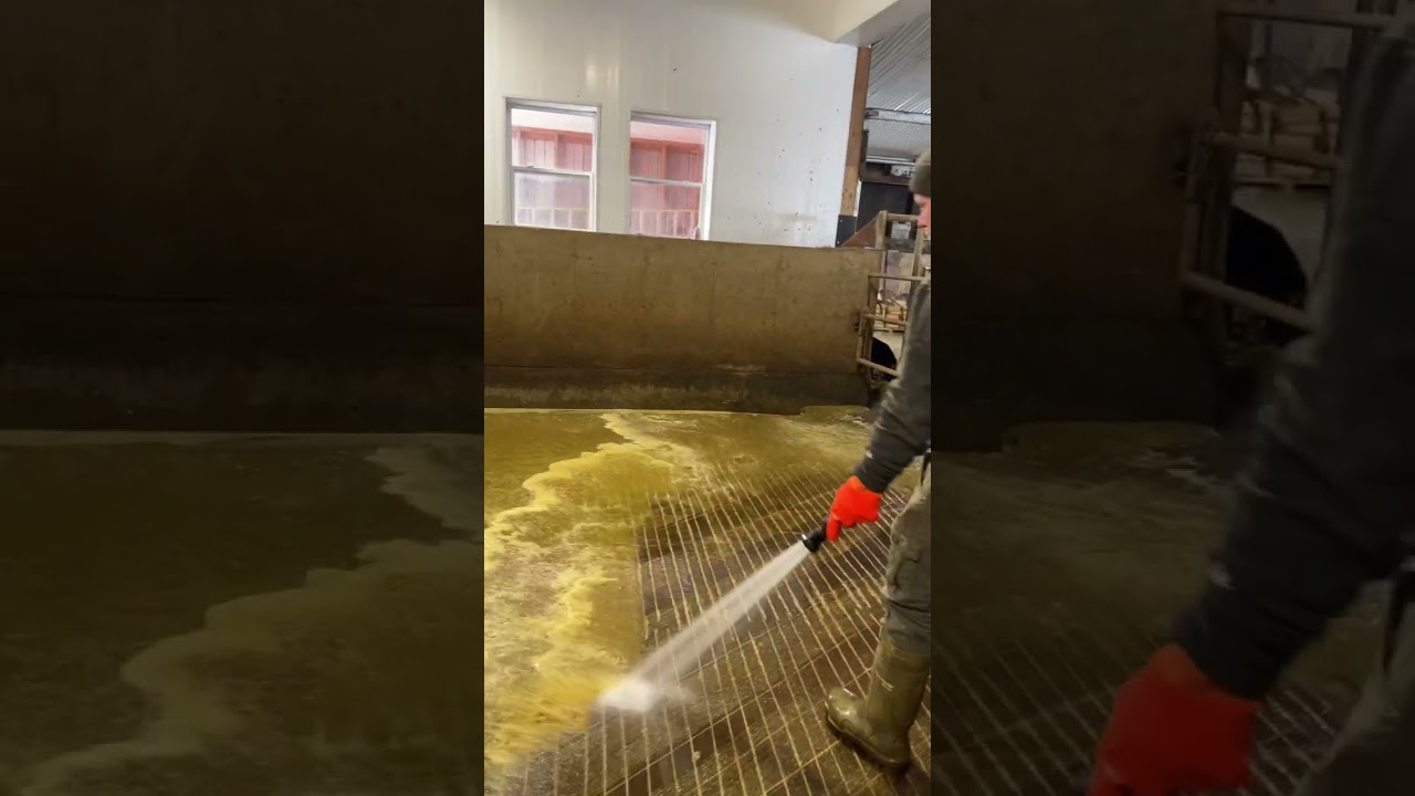 Today on the farm, cleaning the holding area 