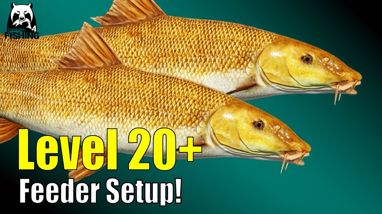 Russian Fishing 4 - B&auml;rensee - Level 20+ Feeder Setup! Auf Barbe - Haarmontage ganz einfach! #rf4