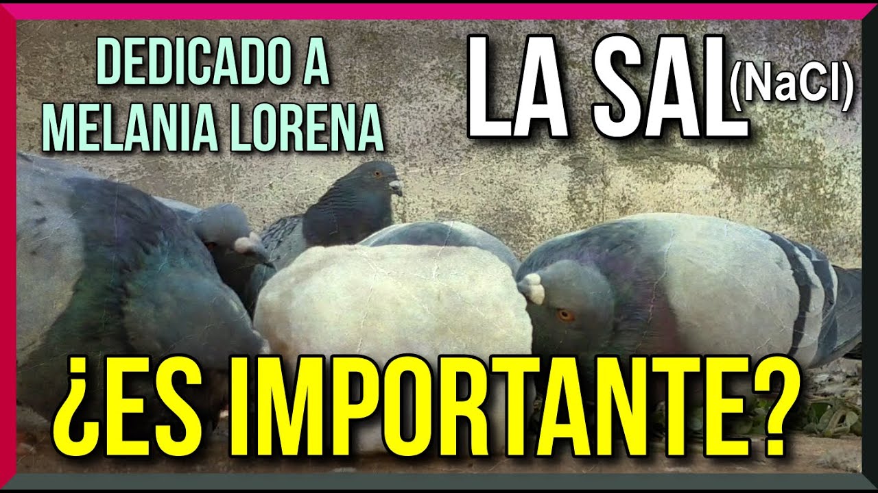 LA SAL 🧂¿Es importante?❔Dedicado a Melania Lorena de Espiel (Córdoba)😚