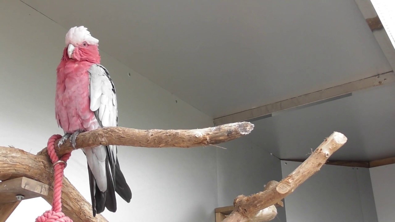 Building a Parrot Aviary Double Door