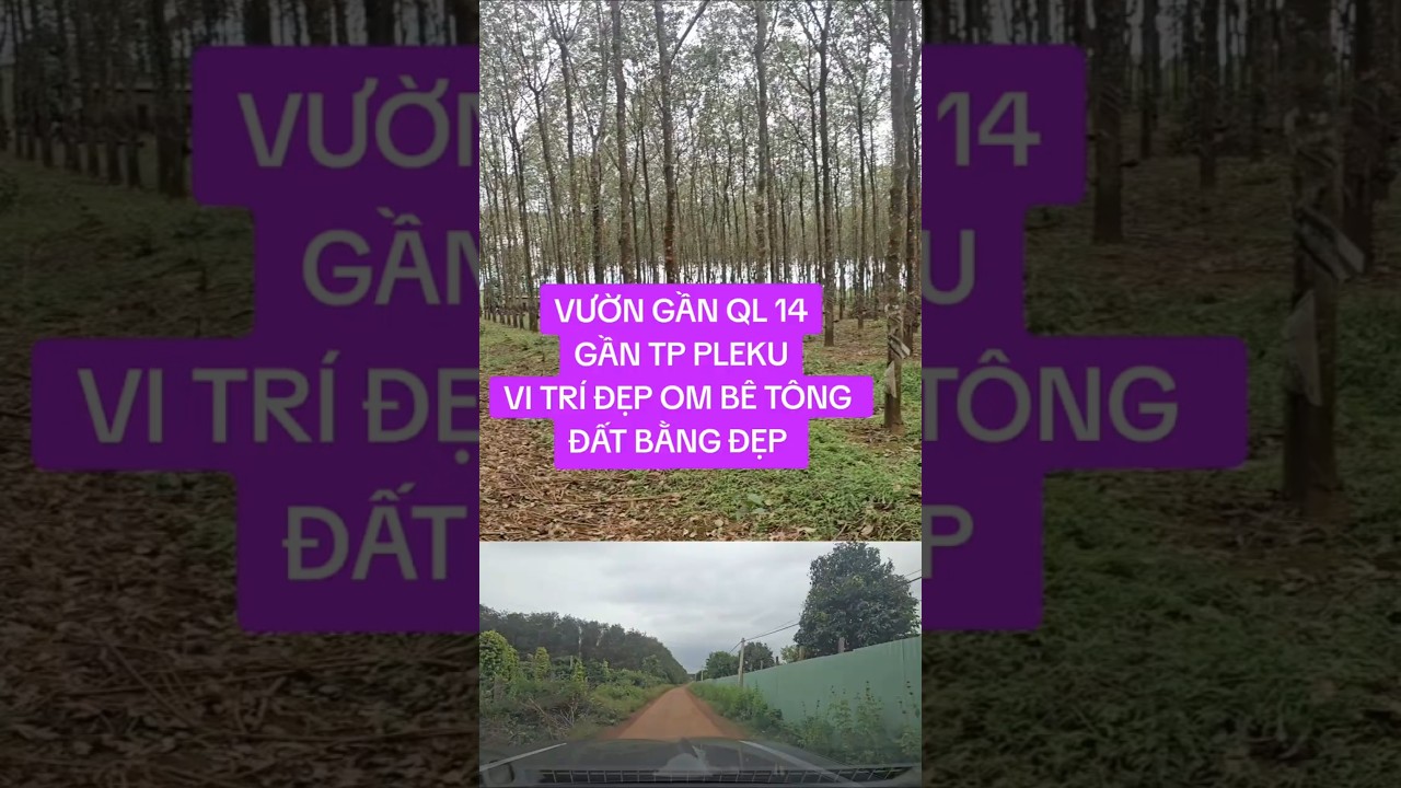 11ha cao su su om be tông. gan ql14  gan tp pleiku 