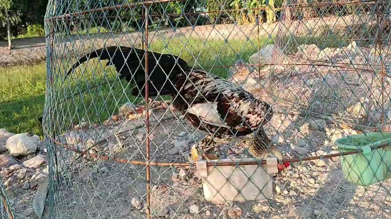 ไก่ที่ครอบไว้เหลือ 4 ตัวนอกนั้นไปหมดแล้ว