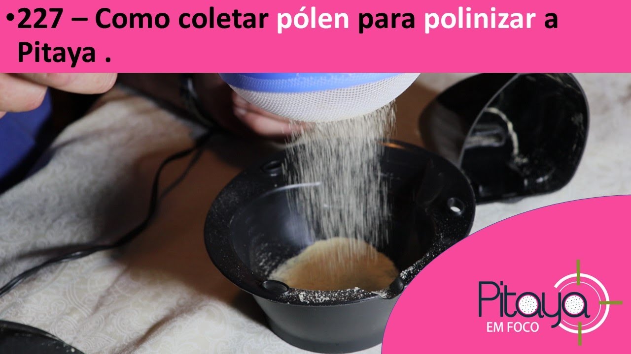 227 - Como coletar pólen para polinizar a Pitaya.