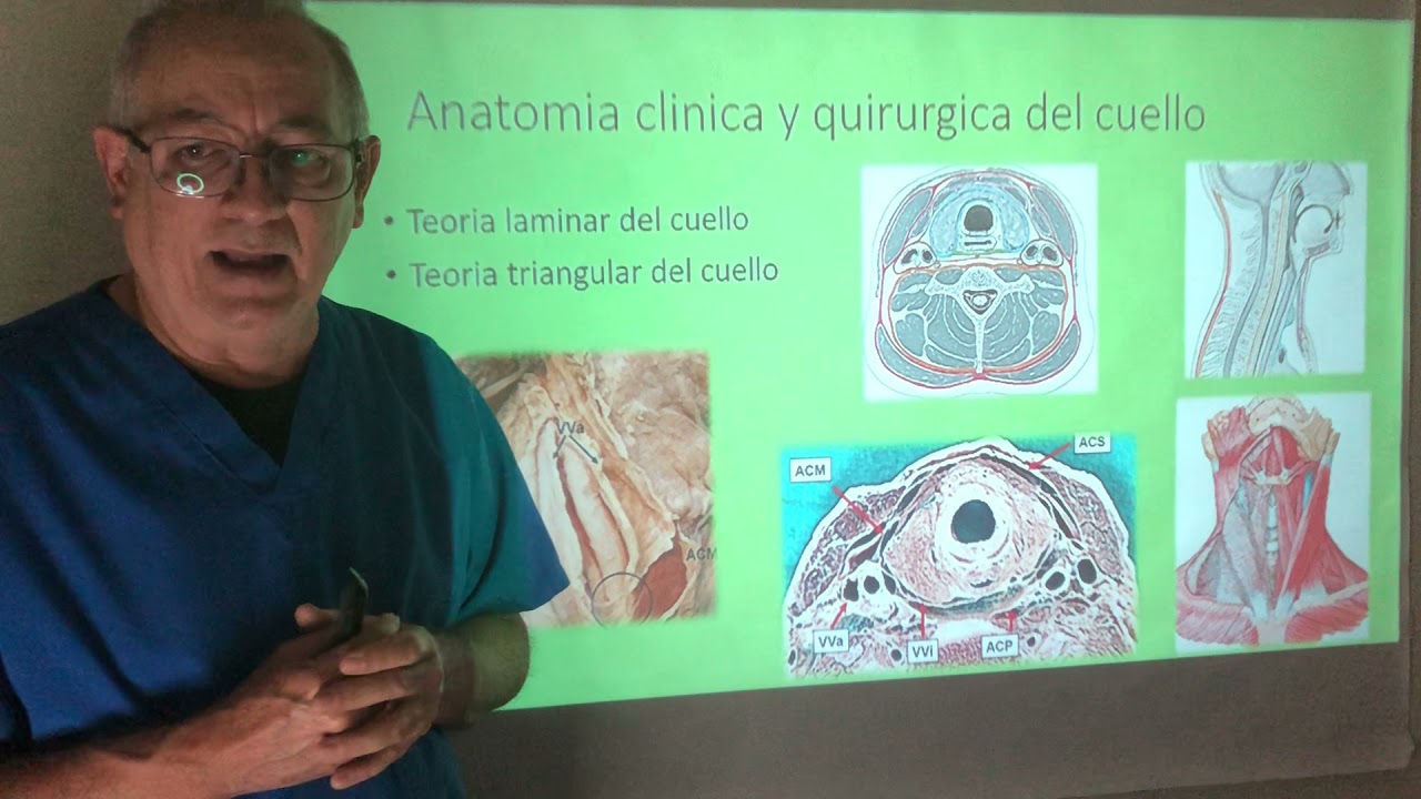 Trigonos o tri&aacute;ngulos del cuello. Anatom&iacute;a quir&uacute;rgica del cuello. L&iacute;mites y contenido