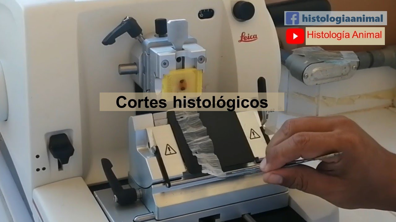 Cortes histológicos - Paso a paso para tu primer corte con microtomo.