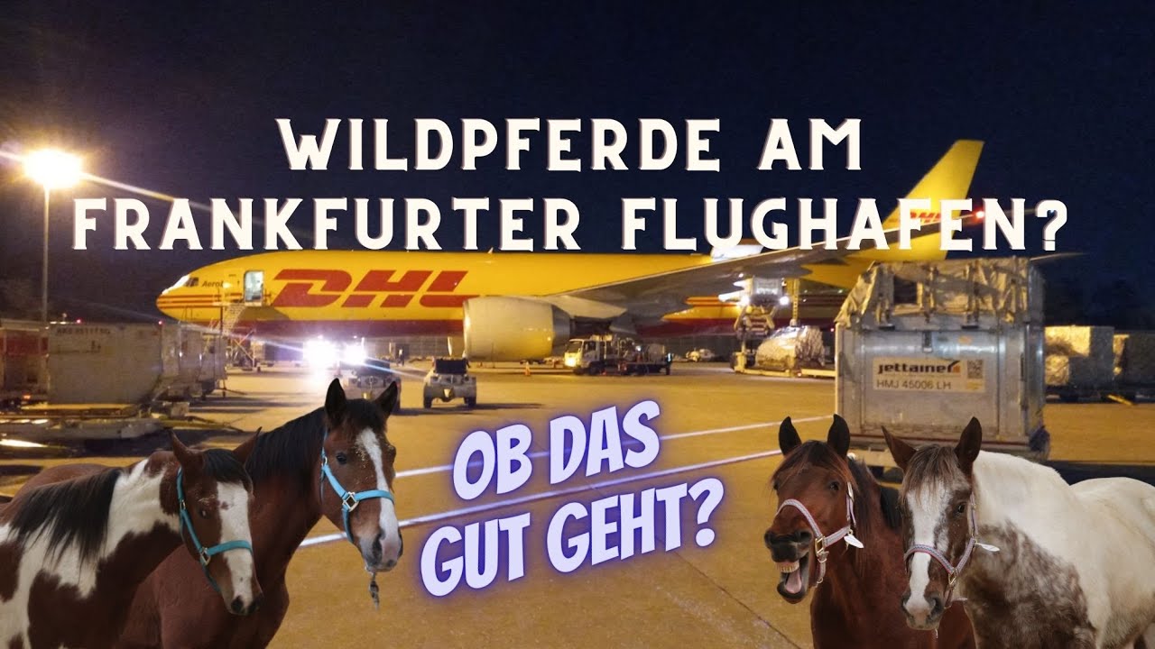 Wir filmen dort, wo Du nicht reinkommst - Mustangs on Tour