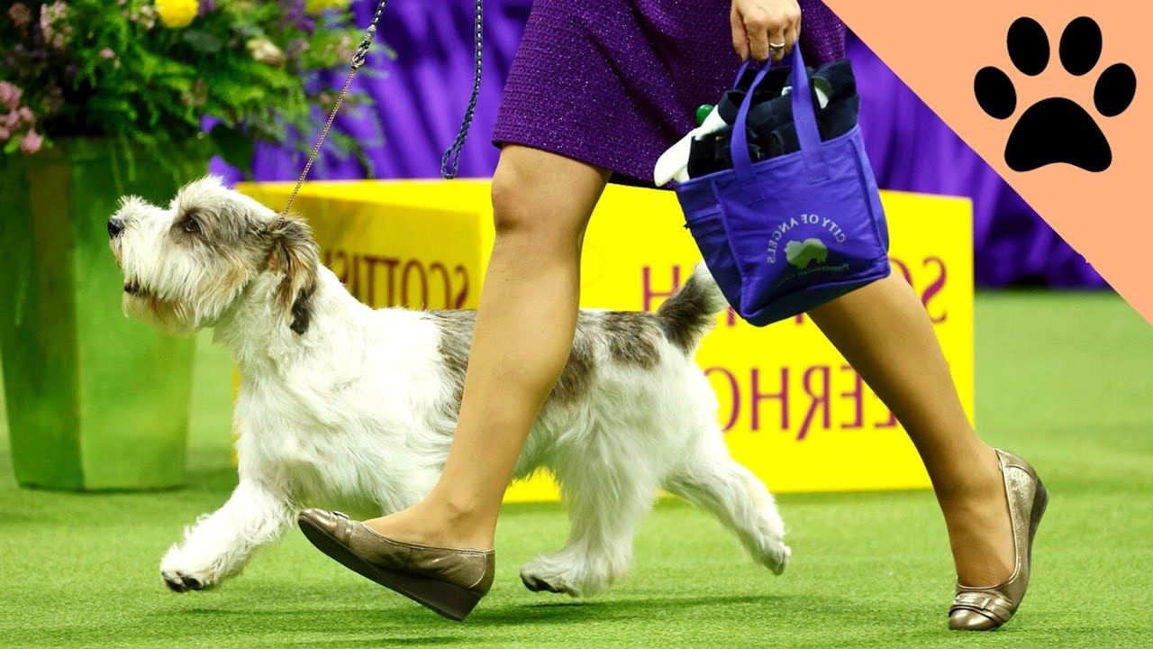 Las 5 razas principales para exposiciones caninas