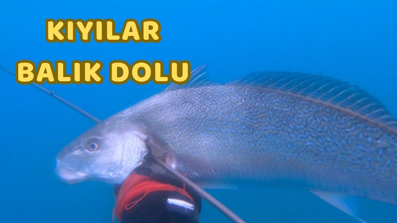 Kıyılar balık kaynıyor | Mersin'de zıpkınla levrek minekop baraküda avı | 4K