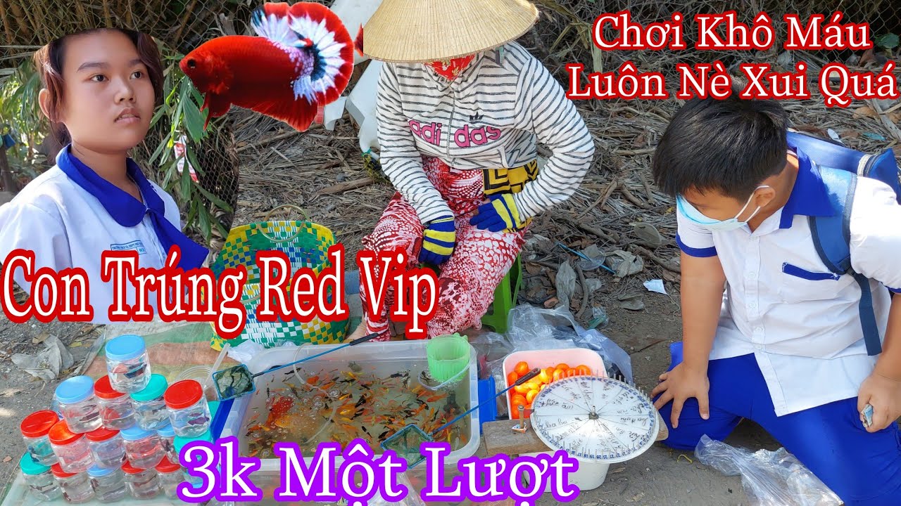 Gian Hàng Cá Dạo Trước Cổng Trường Ở Nông Thôn Quay Cá Betta Đầy Hấp Dẫn